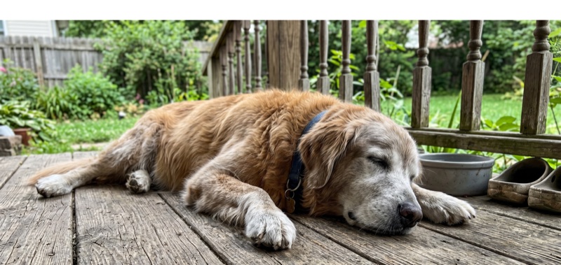 Portrait of Buddy